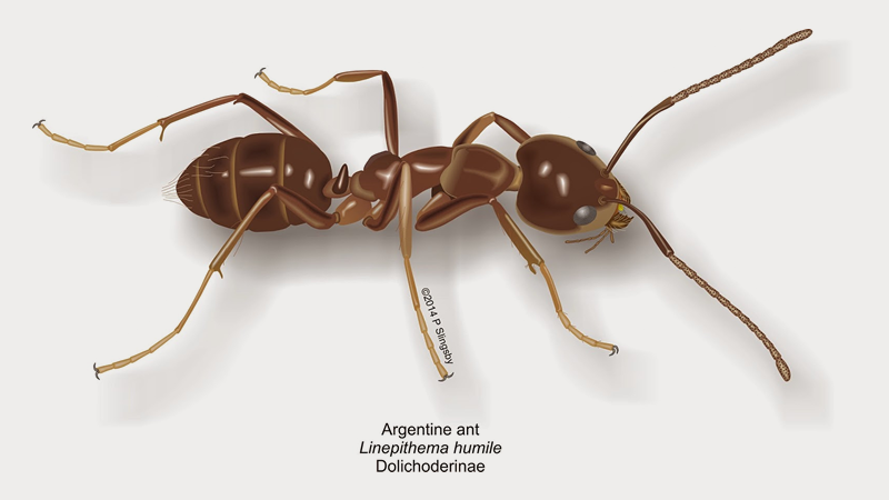 Argentine Ant Illustration by P. Slingsby